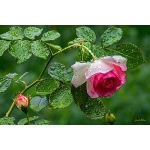 Phyllis McDaniel - A Rose In the Rain