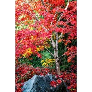 Larey McDaniel - Autumn's Flame