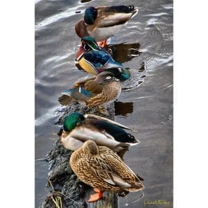 Phyllis McDaniel - The Usual Lineup