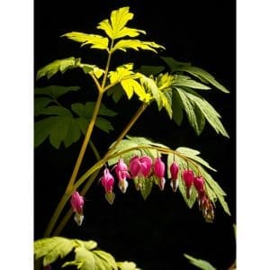 Phyllis McDaniel - Bleeding Heart