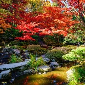 Larey McDaniel - The Autumn Leaves…