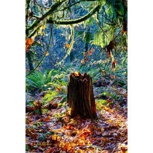 Phyllis McDaniel - Stumped