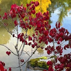 Larey McDaniel - Red Leaves, Quiet Waters