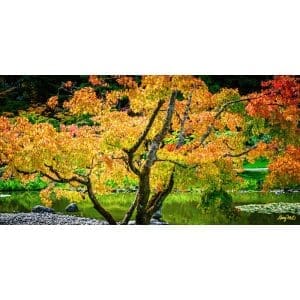 Larey McDaniel - Autumn Reverie