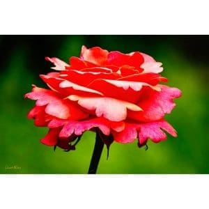 Phyllis McDaniel - Ruffled