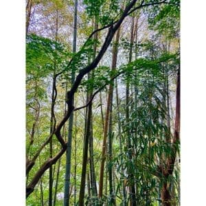 Larey McDaniel - Kumano Kodo