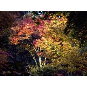 Phyllis McDaniel - Ablaze