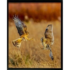 Jeff Lane - Short Eared Owl and Harrier