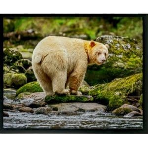 Jeff Lane - Spirit Bear