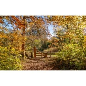 Kimberly Adams - Larey McDaniel - Gateway Through Autumn