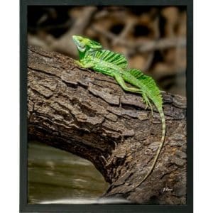 Jeff Lane - Emerald Basilisk